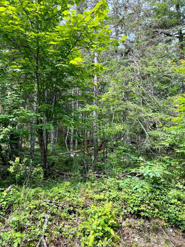 Lot  1B Duck Cove Rd, Roque Bluffs, ME 04654 - photo 3
