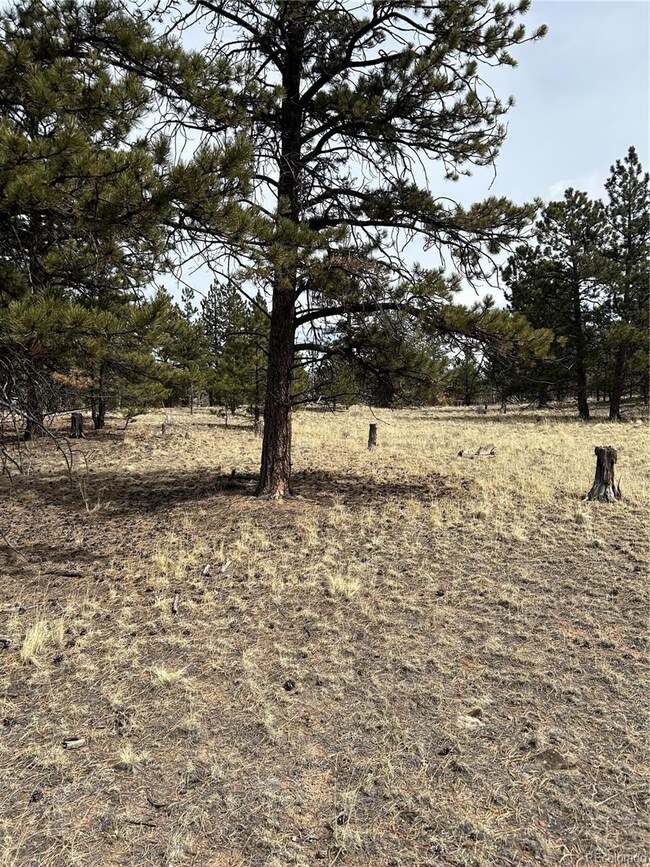 2146 Wagon Wheel Rd unit 353, Hartsel, CO 80449 - photo 3