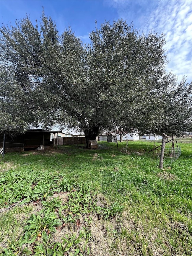 Large oak tree which invited beautiful birds and s
