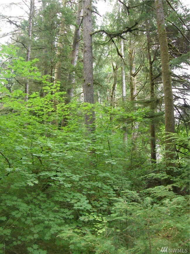 0 Elkhorn Rd, Raymond, WA 98577 - photo 4