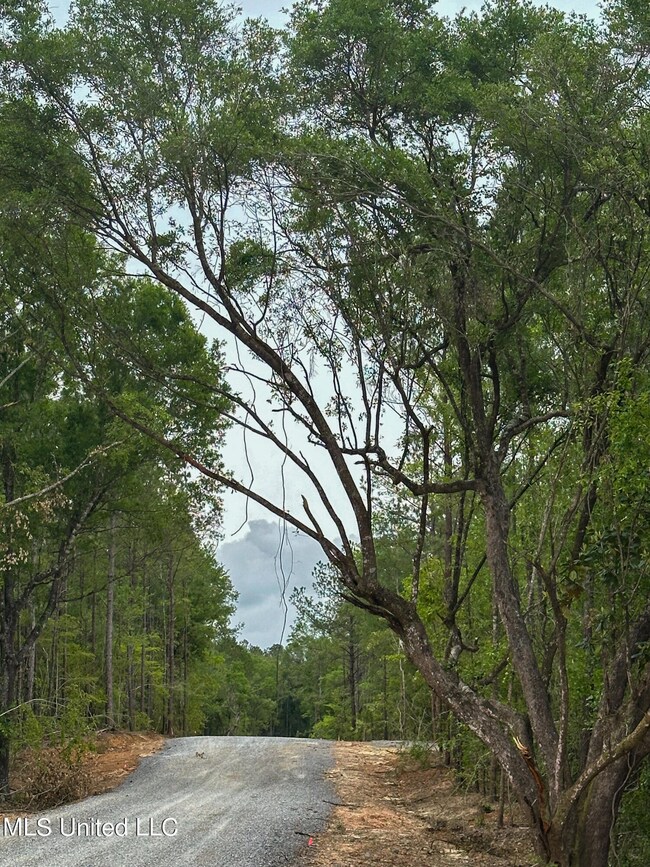 Other road Showing Oak Trees
