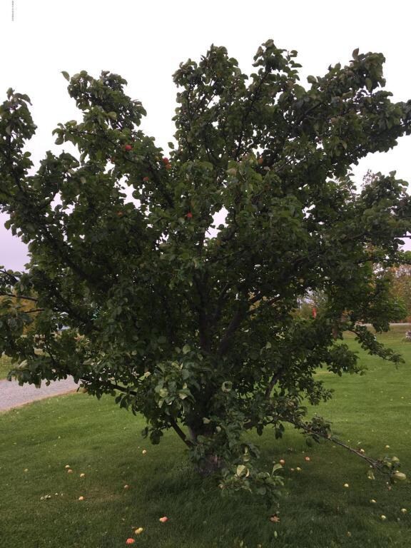 Apple Tree