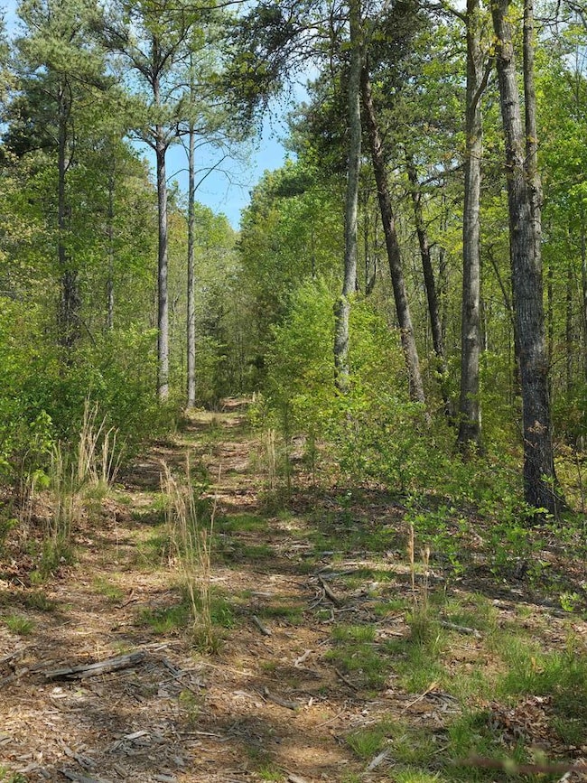 Lot 105 Twisted Oak Rd, Talking Rock, GA 30175 - photo 6
