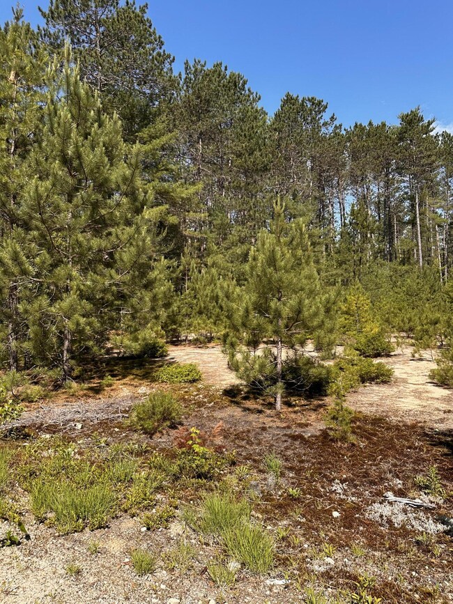 Surrounded by Trees
