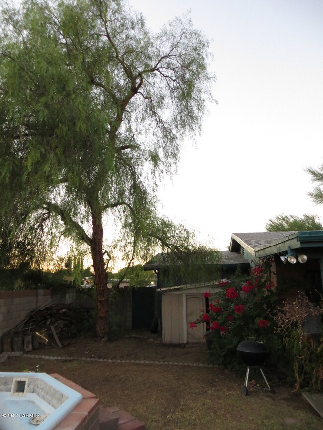 Great Backyard!