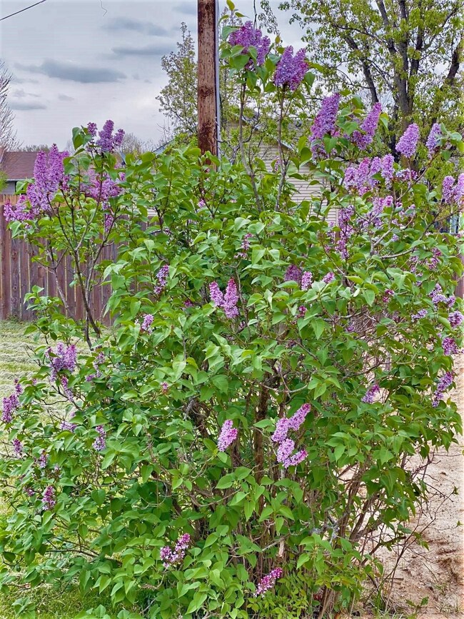 lilac bush