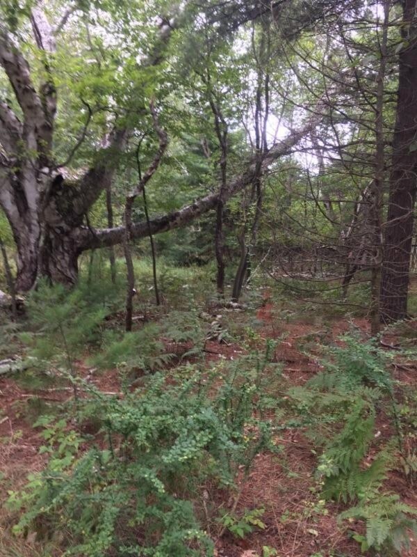 0 Juniper Way unit Lots 5, 6 17042171, Onekama, MI 49675 - photo 7