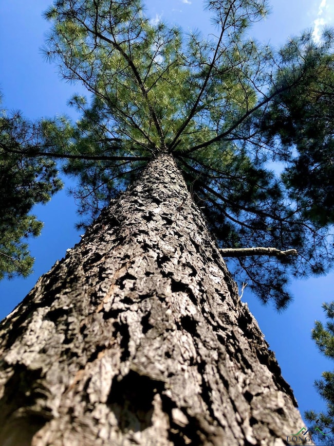 TBD Cr 3659, Queen City, TX 75572 - photo 5