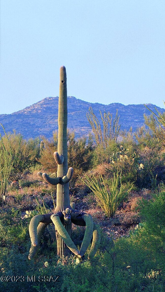 Cactus
