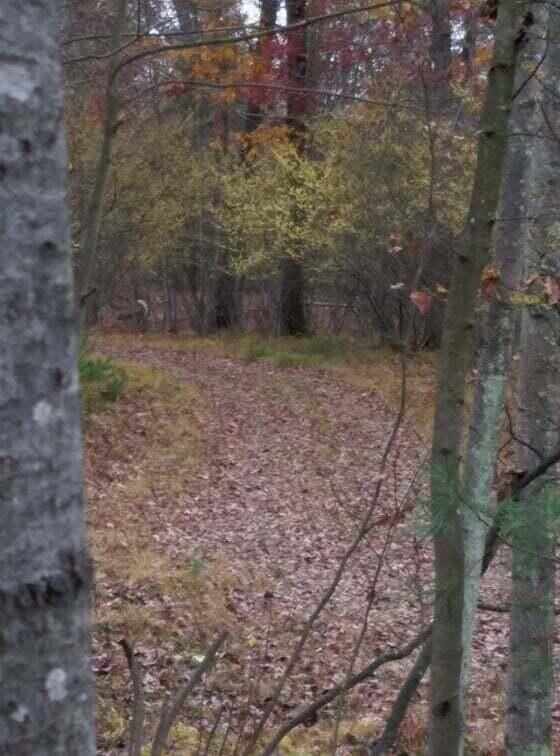 V/L W 14 Mile Rd, Lilley Township, MI 49309 - photo 2