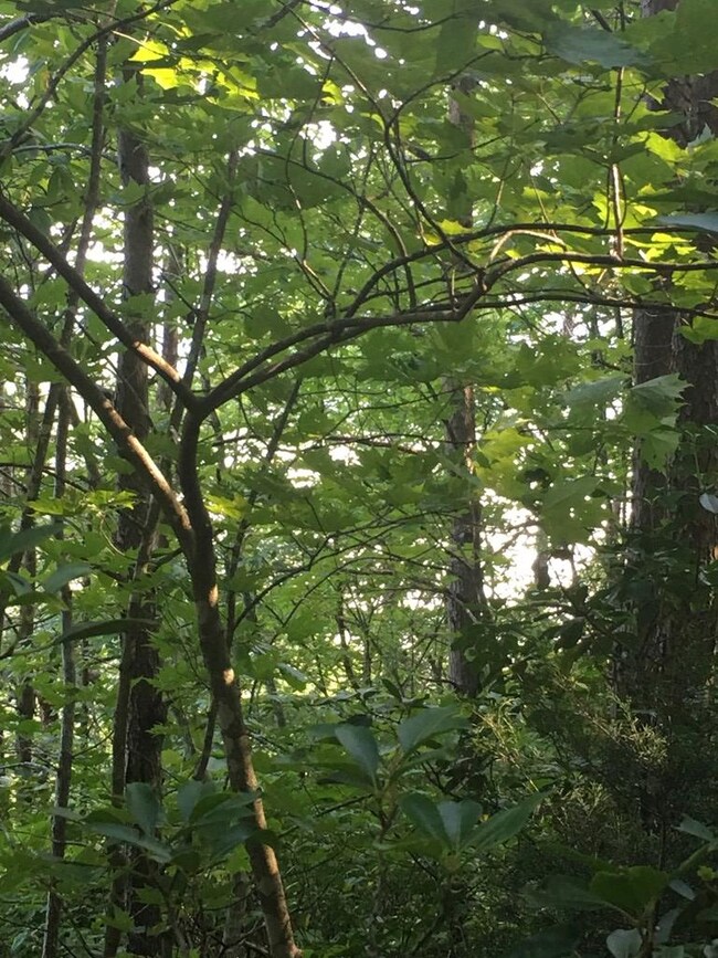 na Parkstown Rd, Wilder, TN 38589 - photo 7