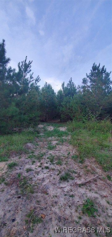 725 Dock Wilson Rd, Samson, AL 36477 - photo 4