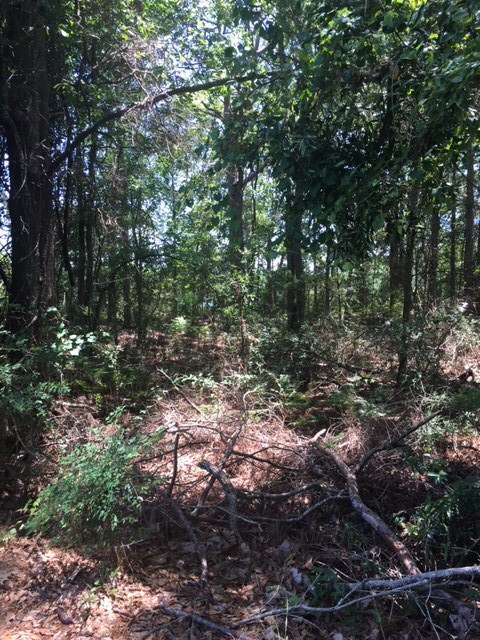 Lots 6/7 E Drive Paradise Cir, Donalsonville, GA 39845 - photo 2