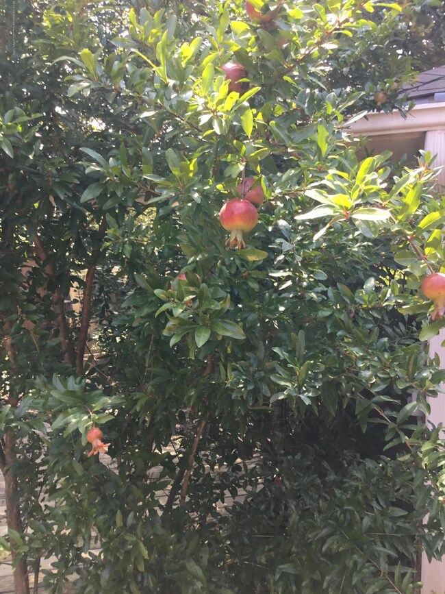 Pomegranate tree in backyard