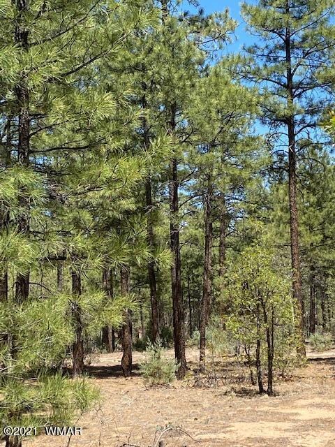 1511 S Elk Run Dr, Show Low, AZ 85901 - photo 4