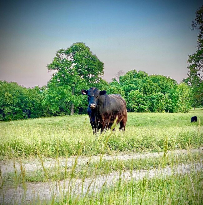 000 County Road 544, Sycamore, MO 65760 - photo 5