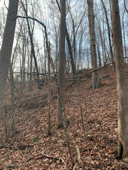 Woods
