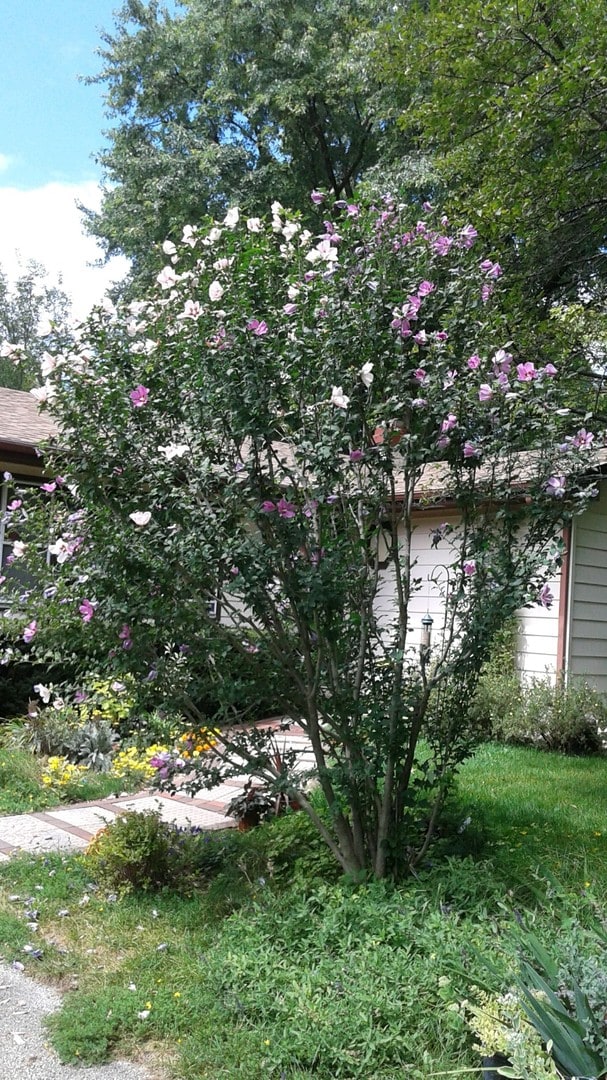 292 Deerpath Ln unit 1, Carpentersville, IL 60110 - photo 3