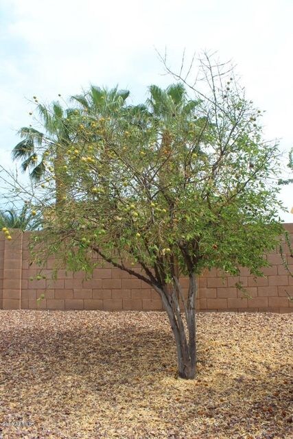 10333 E Jerome Ave unit II, Mesa, AZ 85209 - photo 7