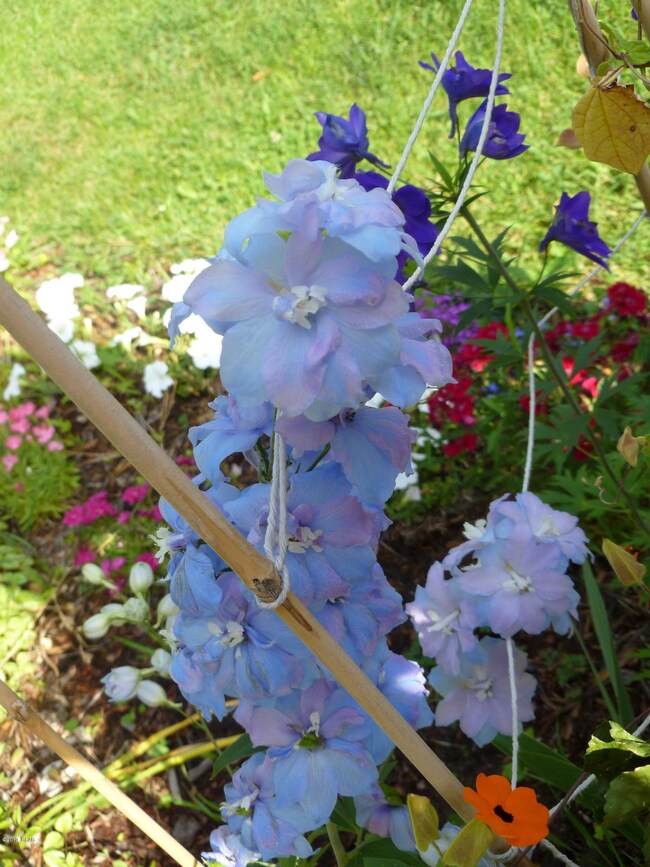 Delphiniums[1]