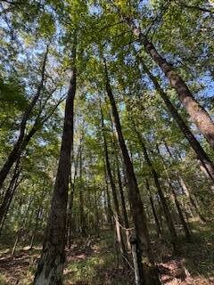 1807 N Sappa Rd, Eupora, MS 39744 - photo 6