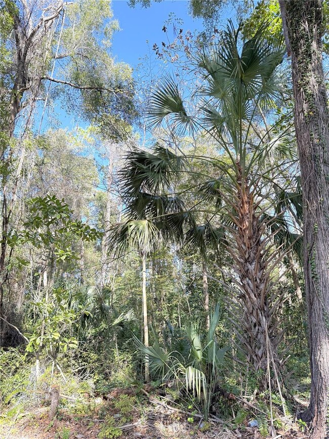 0 NE 35th St unit MFROM715037, Williston, FL 32696 - photo 5