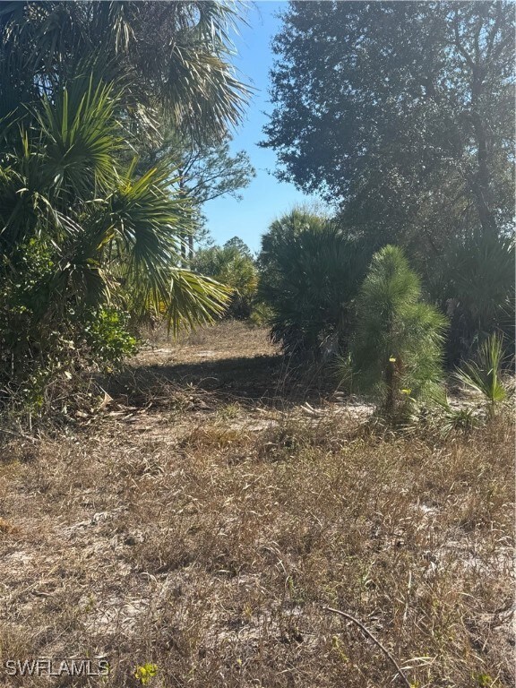 View of local wilderness