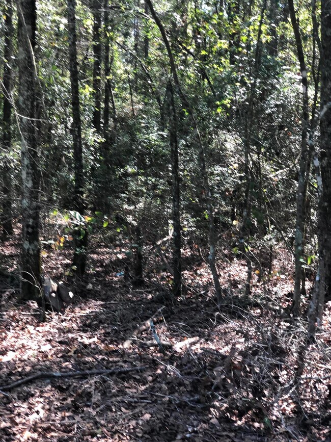 17 Singleton Rd, Tylertown, MS 39667 - photo 3