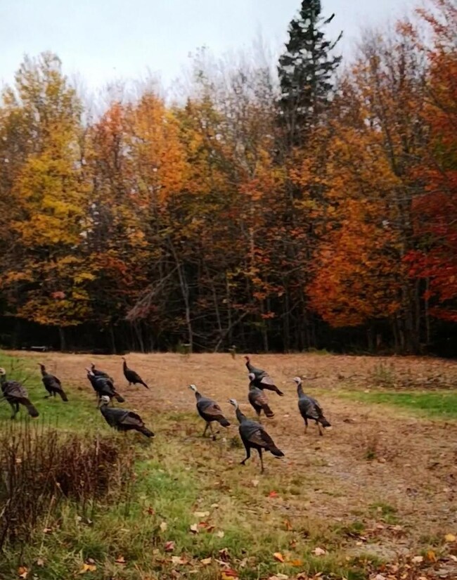 11 W Mcmann St, Addison, ME 04606 - photo 3