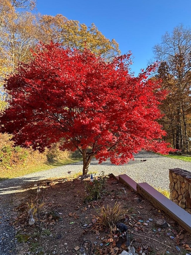 1855 Eagles Roost Rd, Bryson City, NC 28713 - photo 4