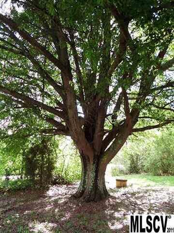 Perfect Climbing Tree
