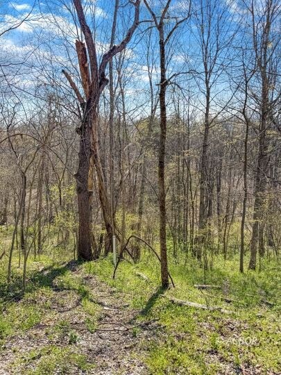woods