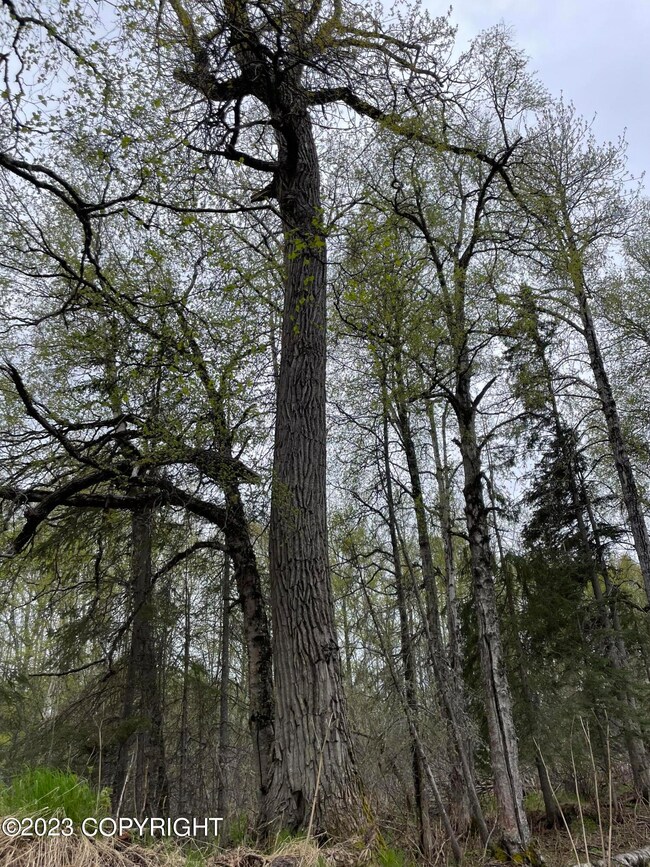 Grandfather tree!