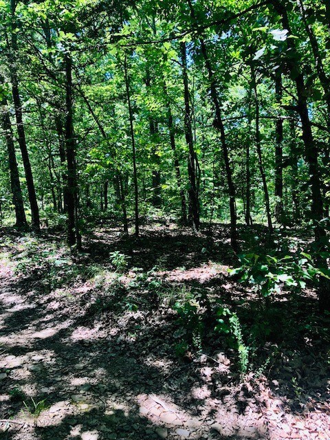 001-00638-000 Winn Creek Rd, Winslow, AR 72959 - photo 5