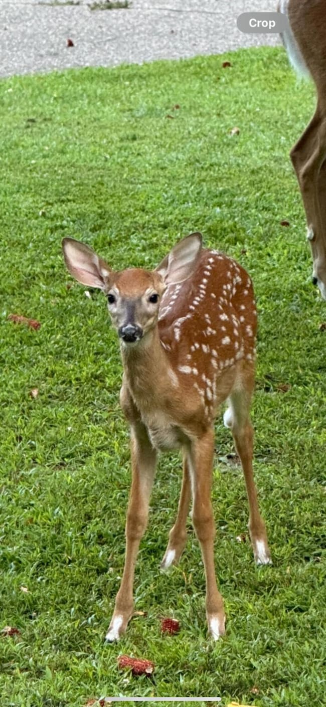 Deer