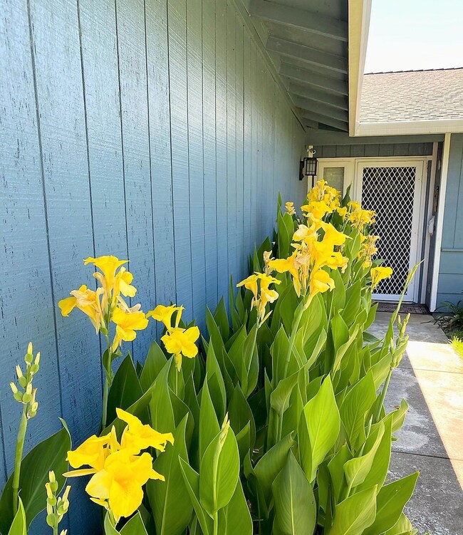 Front Walk Spring/Summer