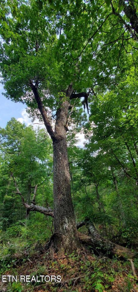 0 Divide Tr unit 1290281, Monterey, TN 38574 - photo 7