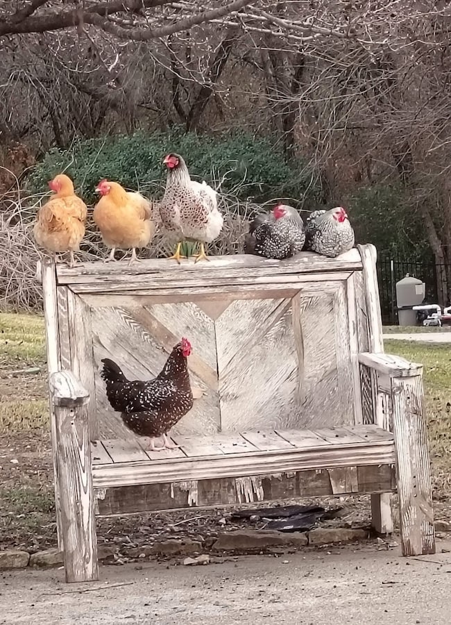 Exterior view of pet washing area and pump