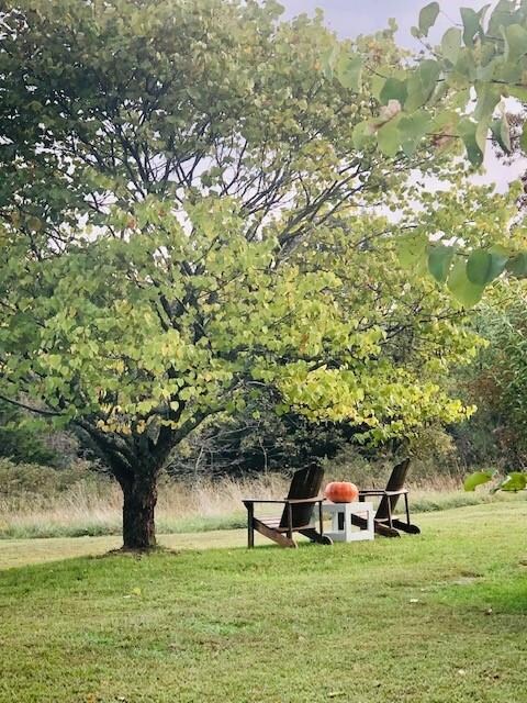 10186 Honey Hollow Rd, Winslow, AR 72959 - photo 3