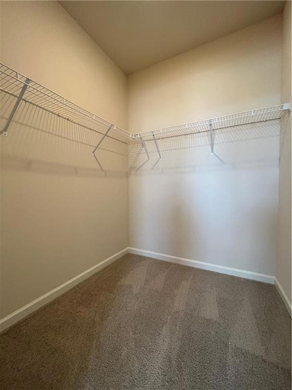 Spacious closet featuring carpet flooring