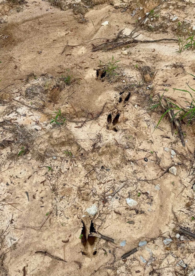 0 Silerton Rd, Toone, TN 38381 - photo 3