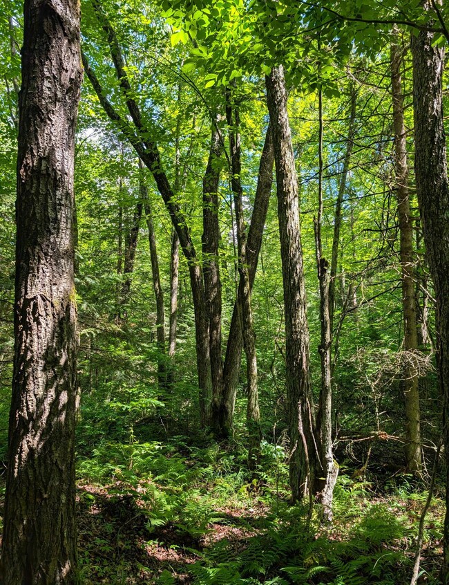 00 Dover Rd W, Phillips, WI 54555 - photo 3