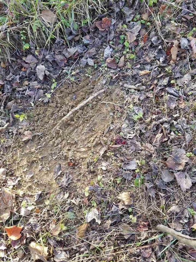 3553 E Coen Rd, Bloomfield, IN 47424 - photo 2