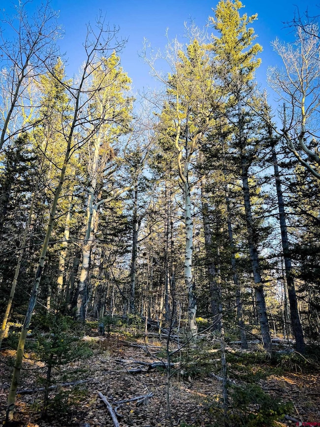 6817 Heckman Rd, San Luis, CO 81152 - photo 4