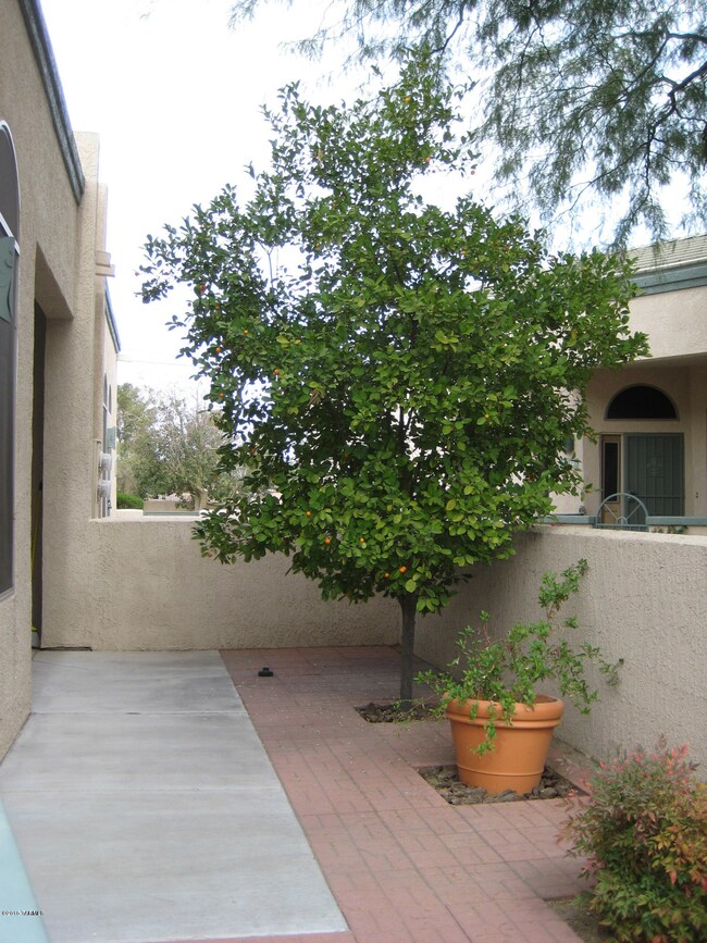 Back patio