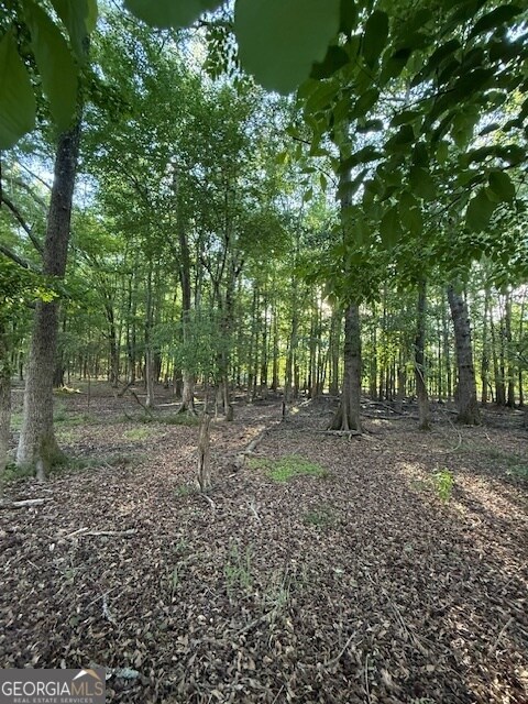 Copse of Trees, Rear of Lot