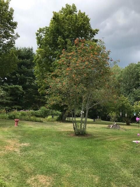 Mountain ash - a favorite in autumn