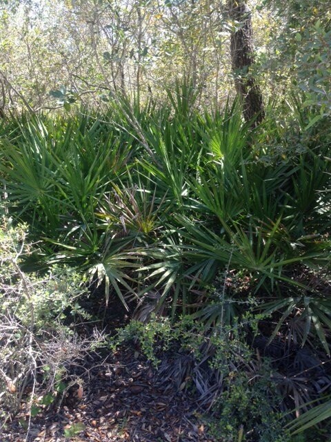 0 Yates Creek Rd unit 268566, Perry, FL 32348 - photo 5