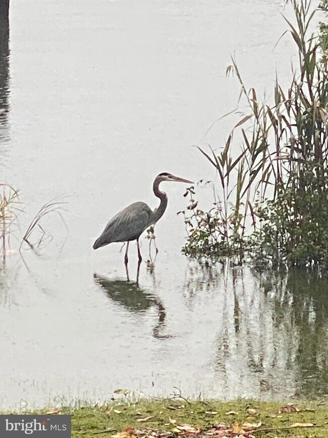 13930 Dowell Rd, Solomons, MD 20688 - photo 7