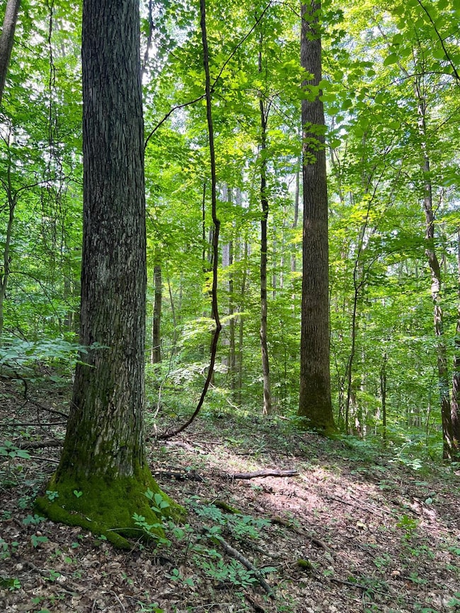 0 S Side Chenoweth Fork Rd, Sunfish Township, OH 45660 - photo 3